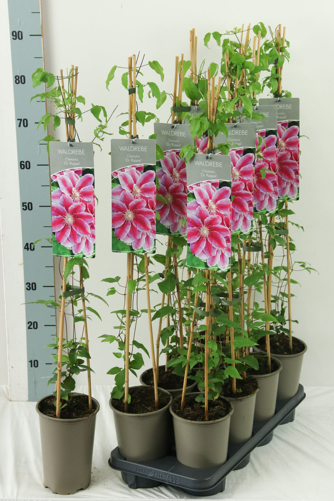 Clematis &