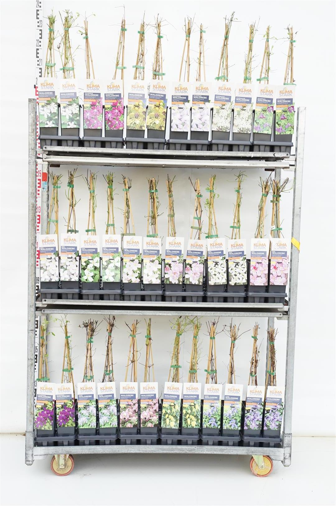 Clematis &