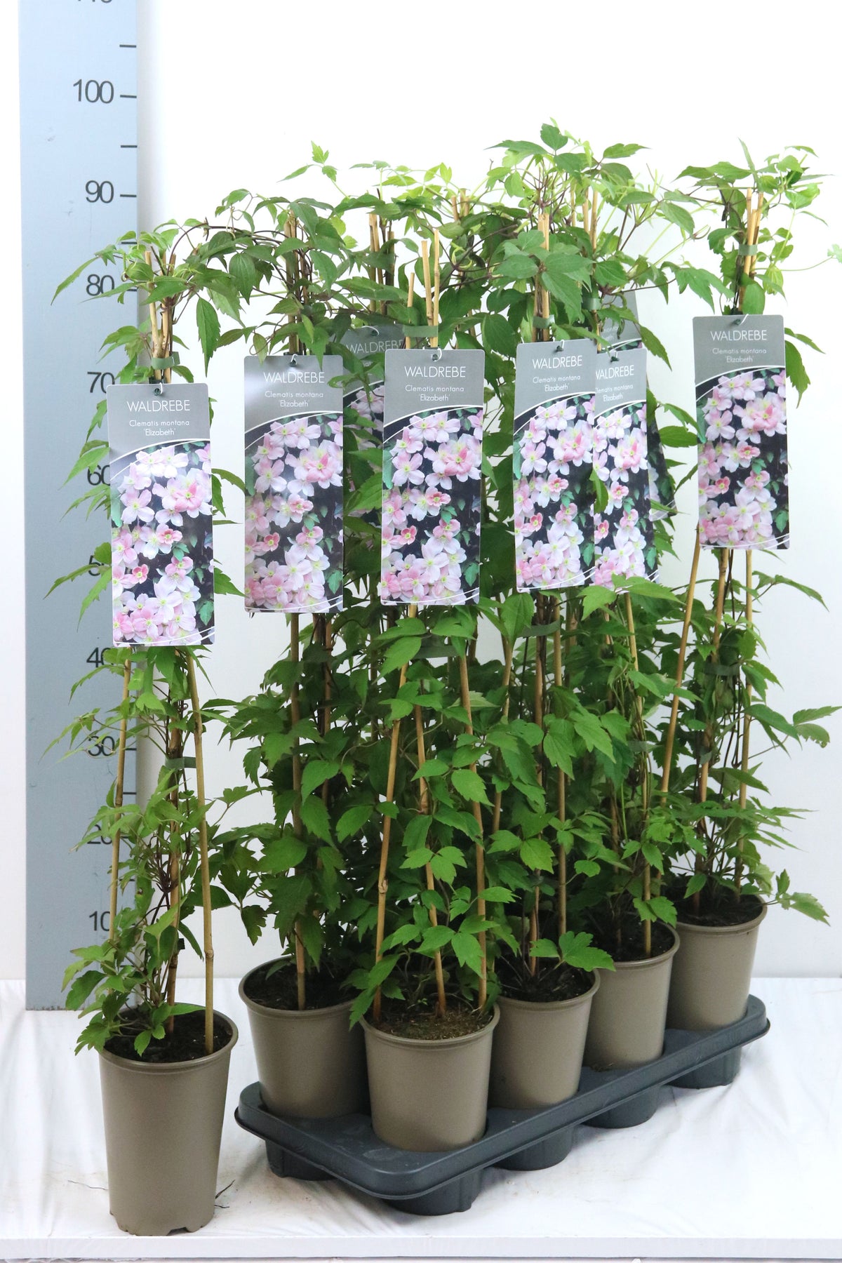 Clematis &