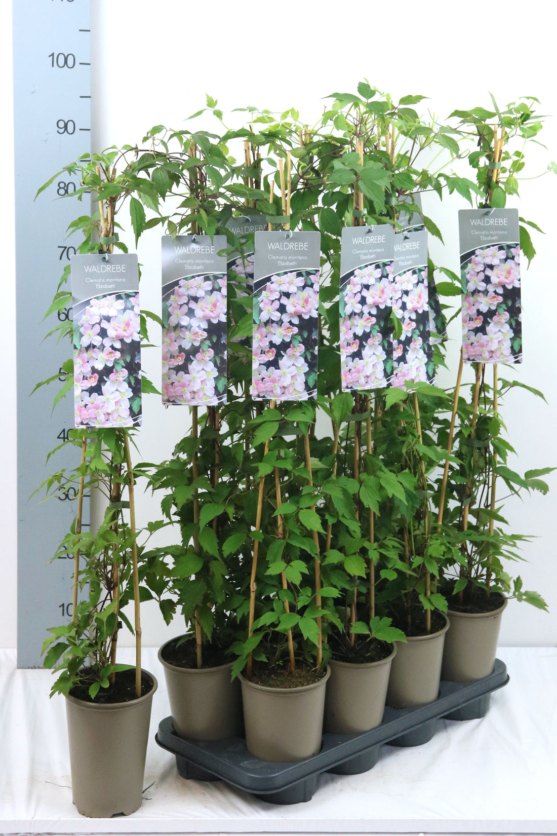 Clematis &