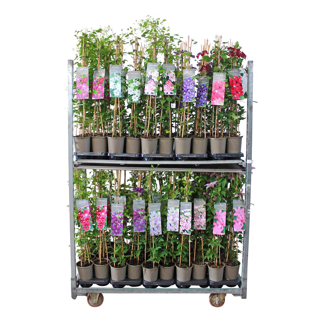 Clematis i olika sorter C5 (5 liters kruka) 80-100 cm