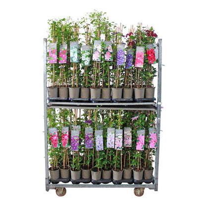 Clematis (olika sorter) - 17 cm kruka, 60-100 cm