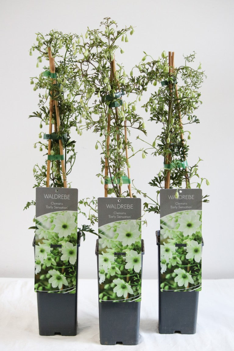 Clematis &