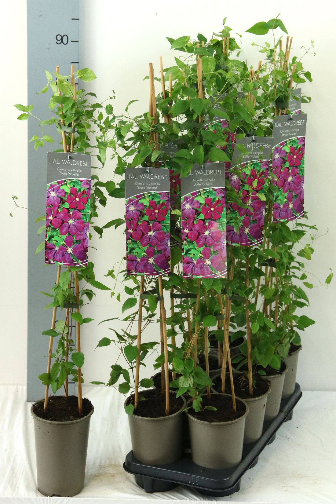 Clematis &