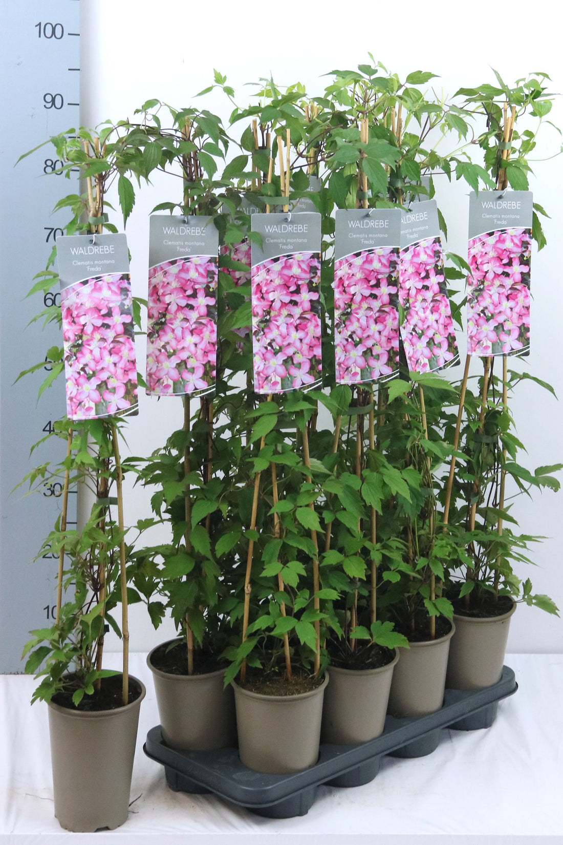 Clematis &