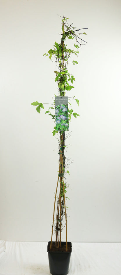 Clematis &