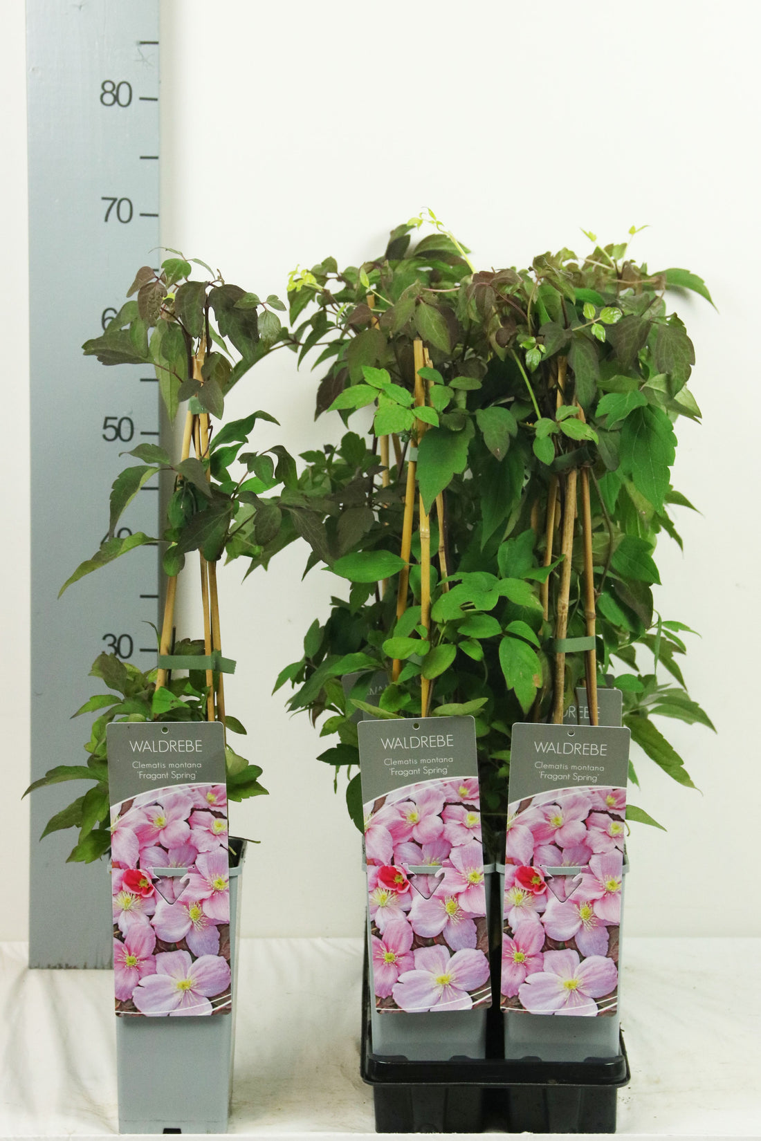 Clematis &