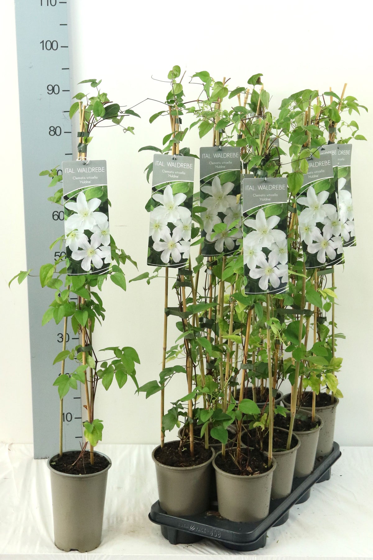 Clematis &