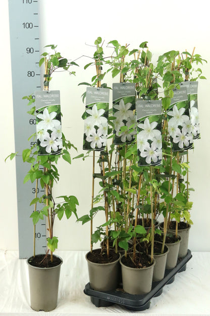 Clematis &