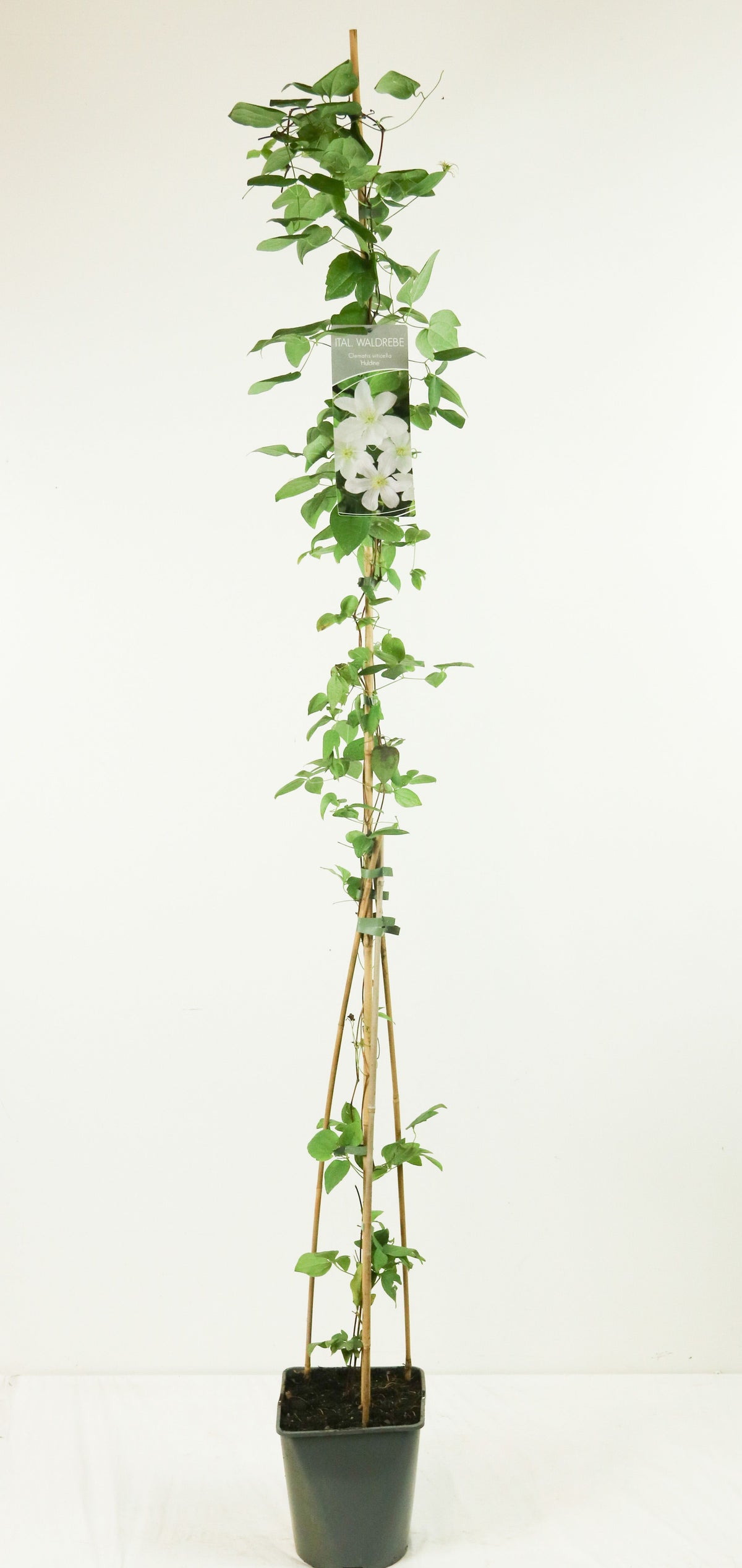 Clematis &