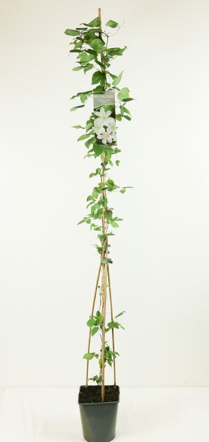Clematis &