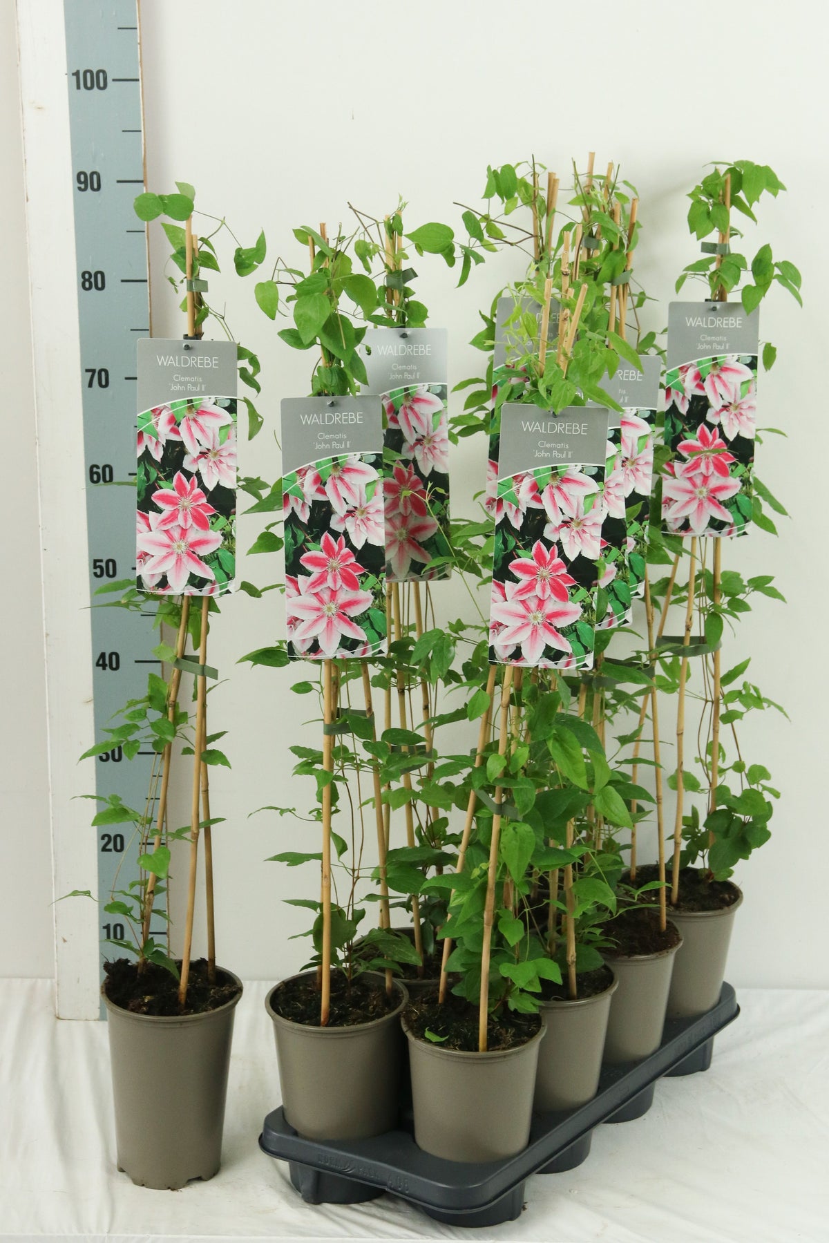 Clematis &