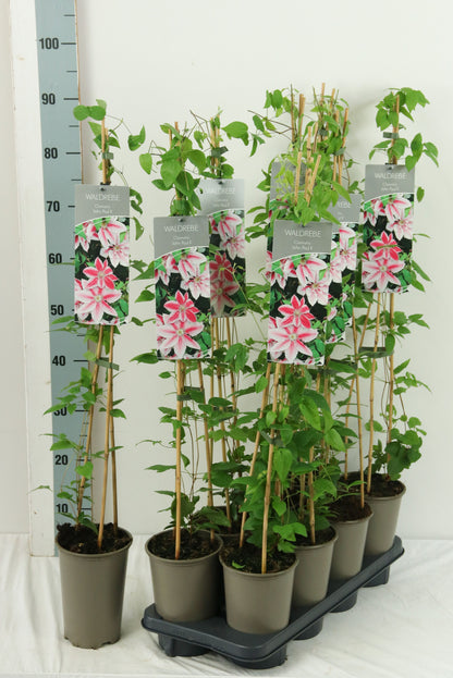 Clematis &