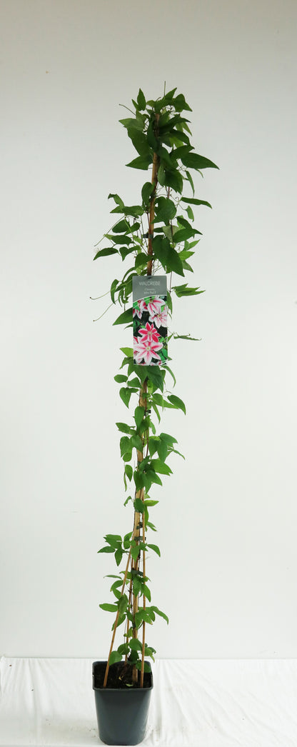Clematis &