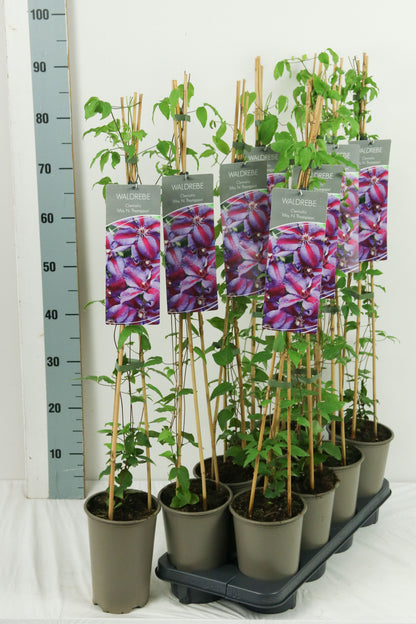 Clematis &