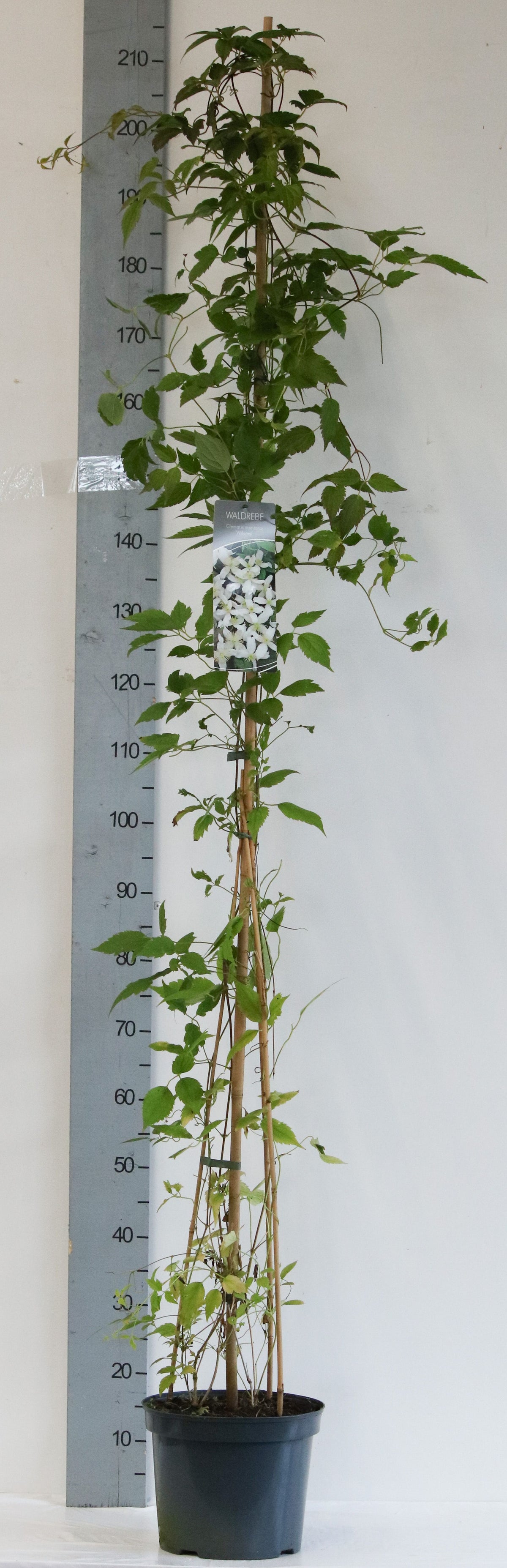 Clematis mont. wilsonii 100-125 cm - C5 (5 liters kruka)