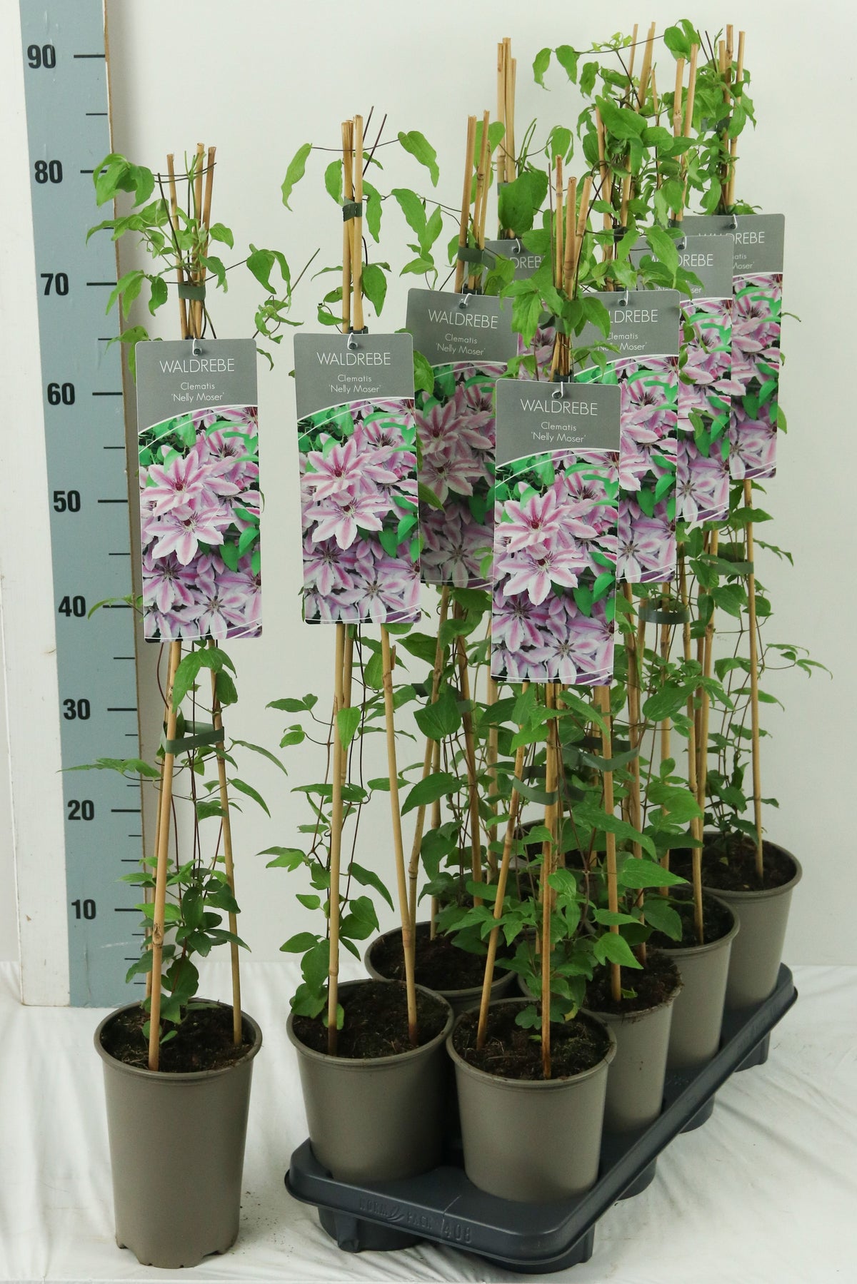 Clematis &