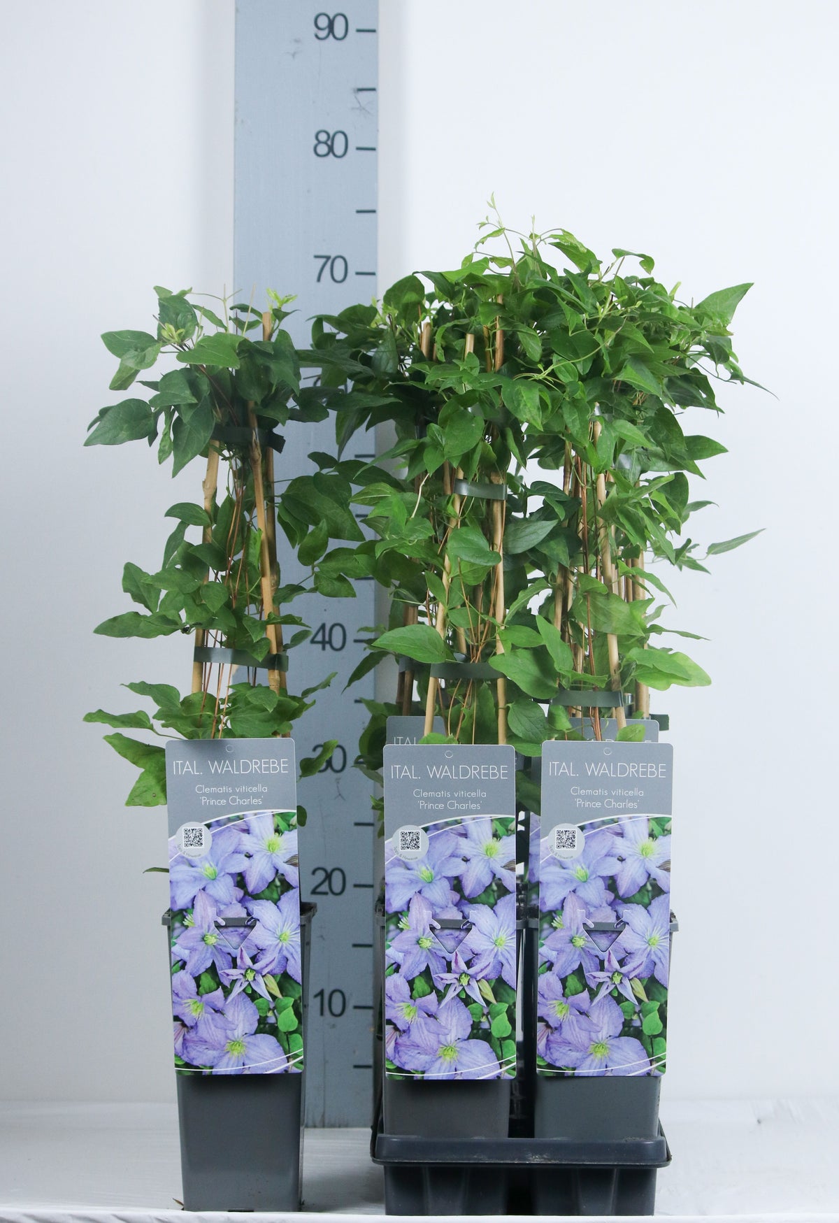 Clematis &