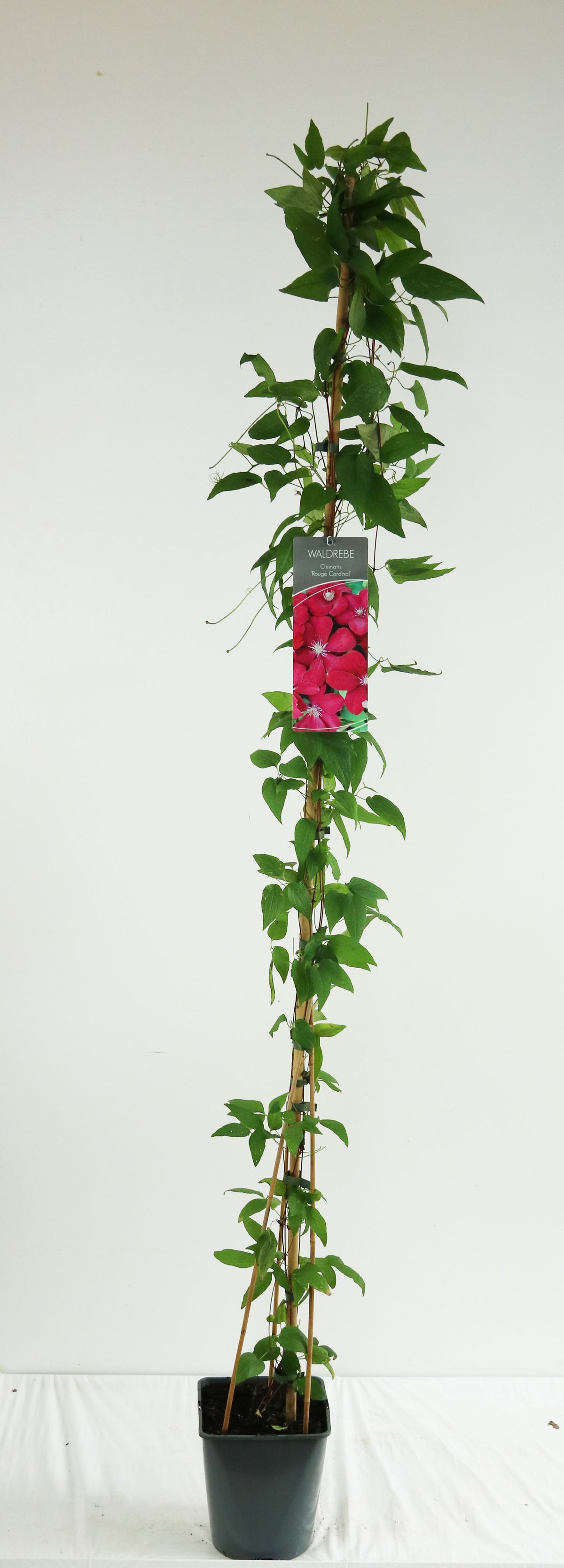 Clematis &