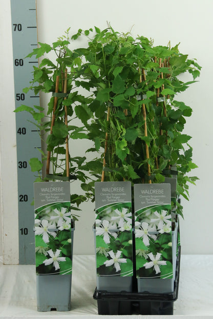 Clematis &
