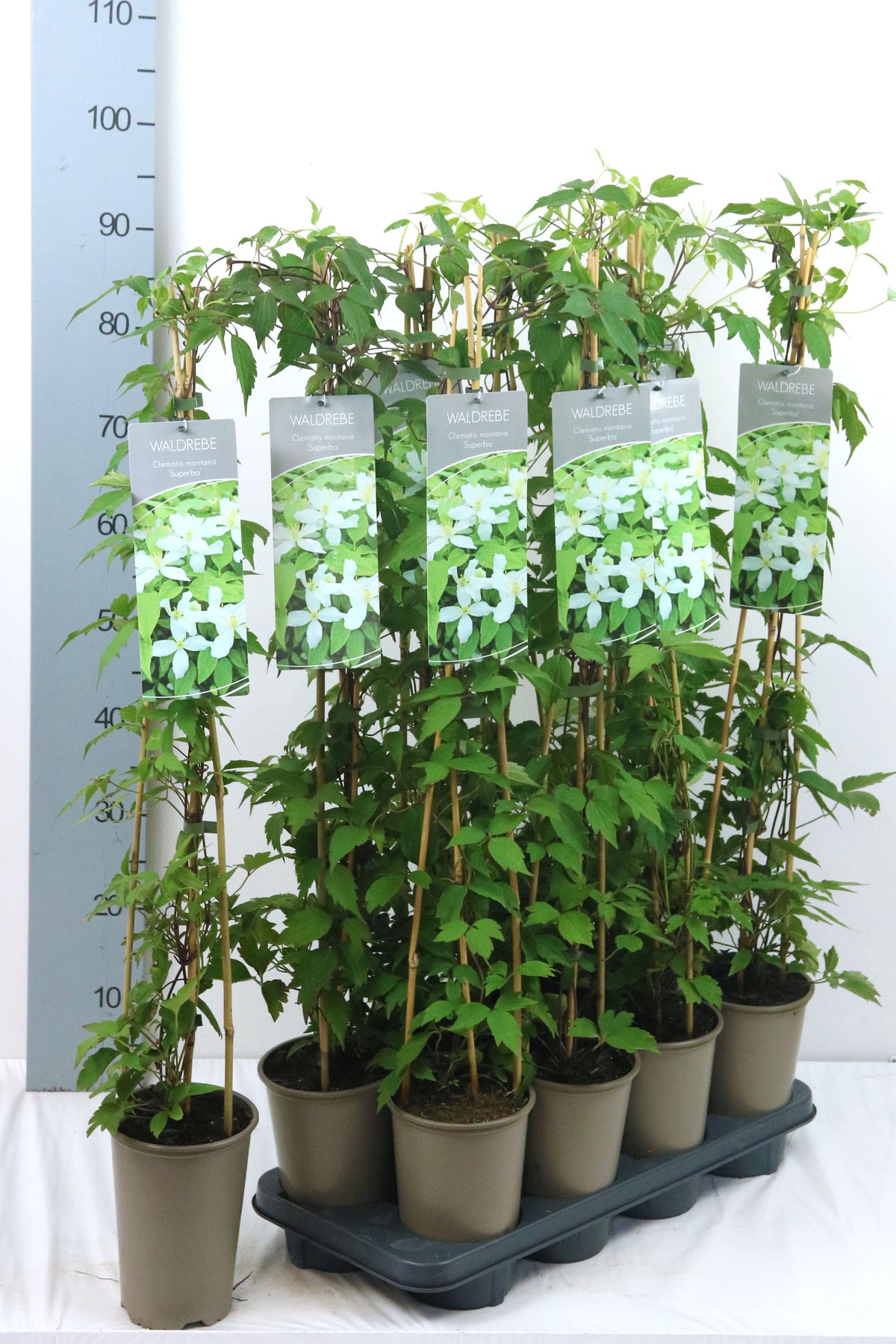 Clematis &