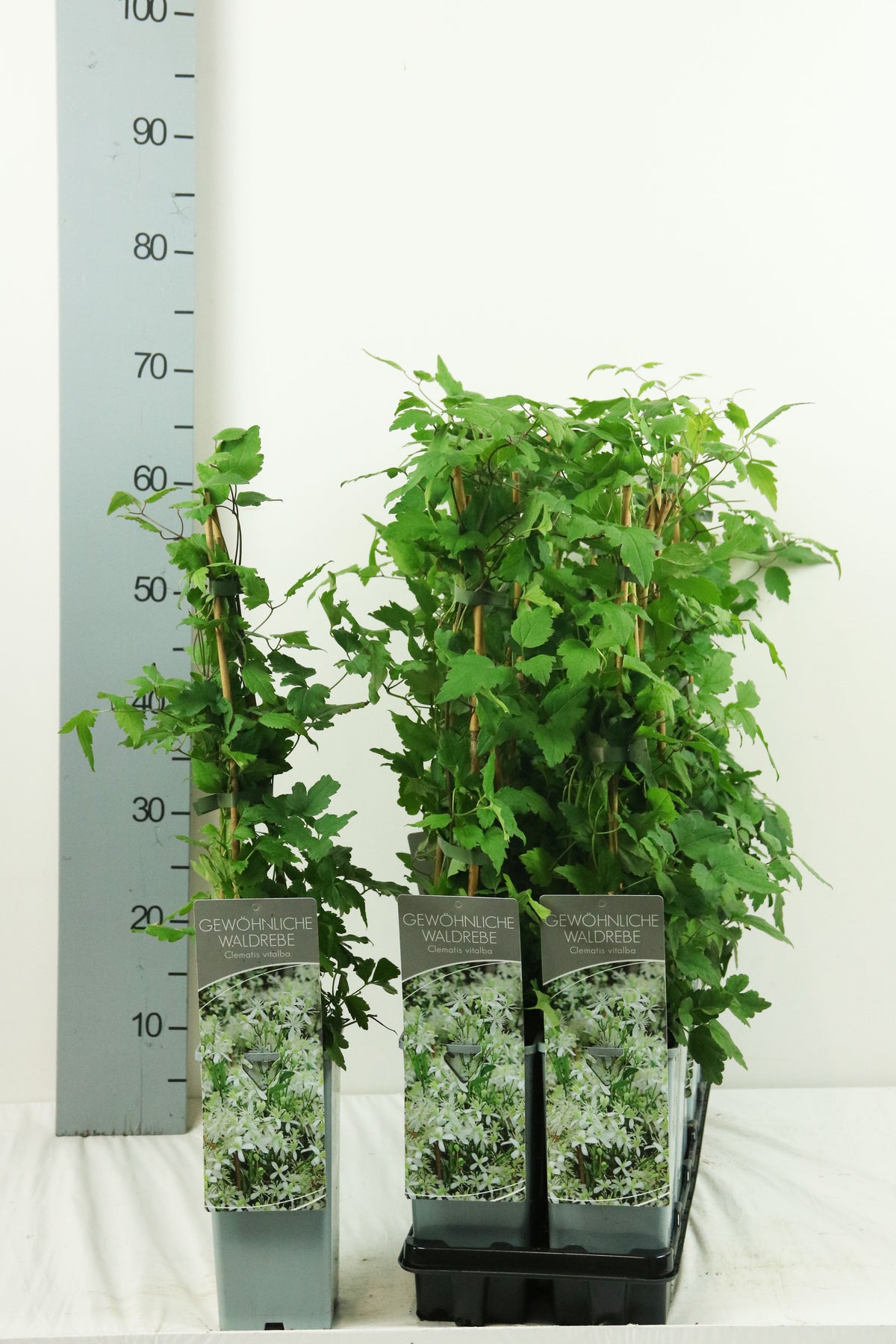 Clematis vitalba C2 (2 liters kruka) 40-60 cm