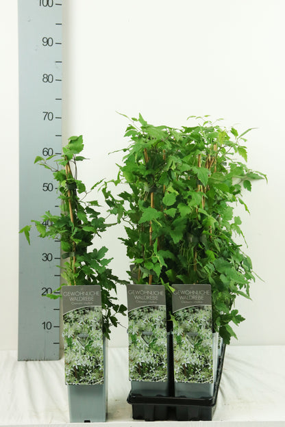 Clematis vitalba C2 (2 liters kruka) 40-60 cm
