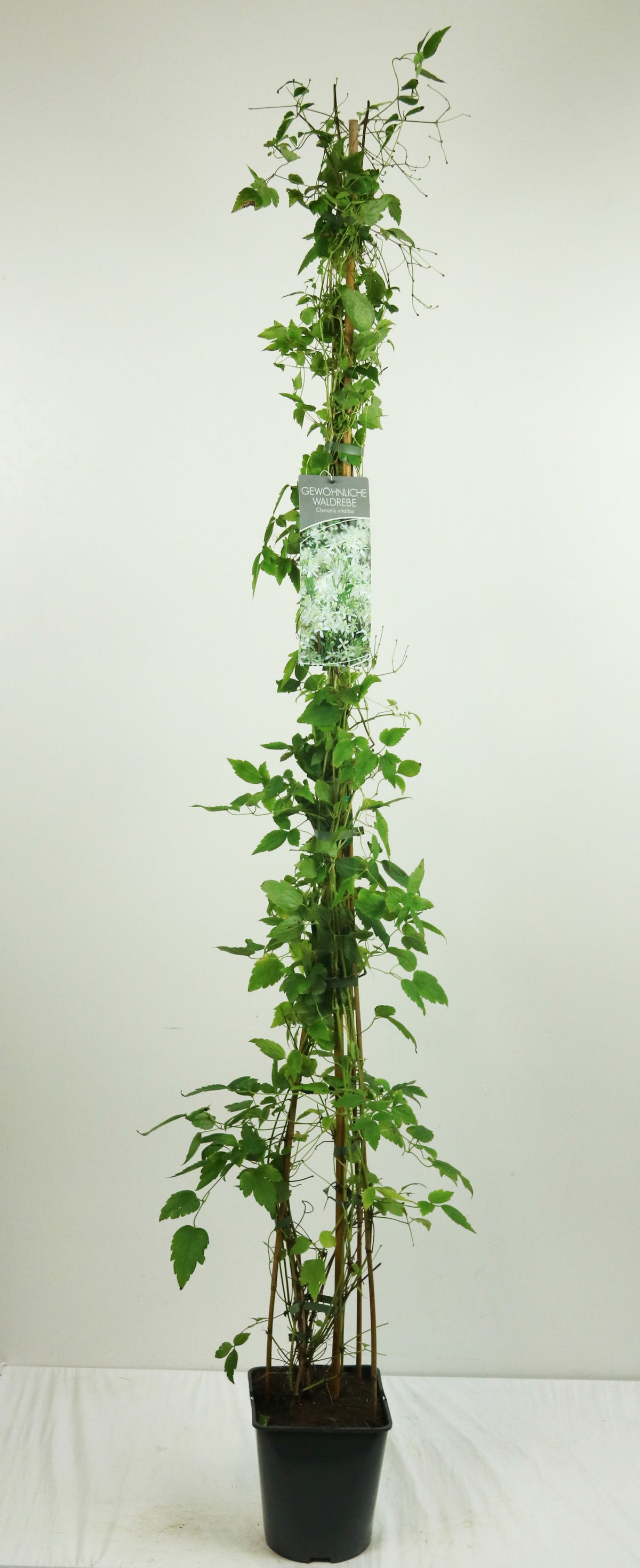 Clematis vitalba 60-100 cm, 17 cm kruka