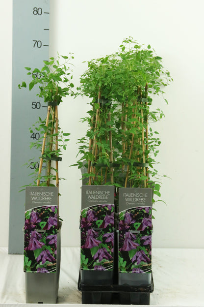 Clematis viticella C2 (2 liters kruka) / 17 cm kruka 40-60 cm (3 käppar)