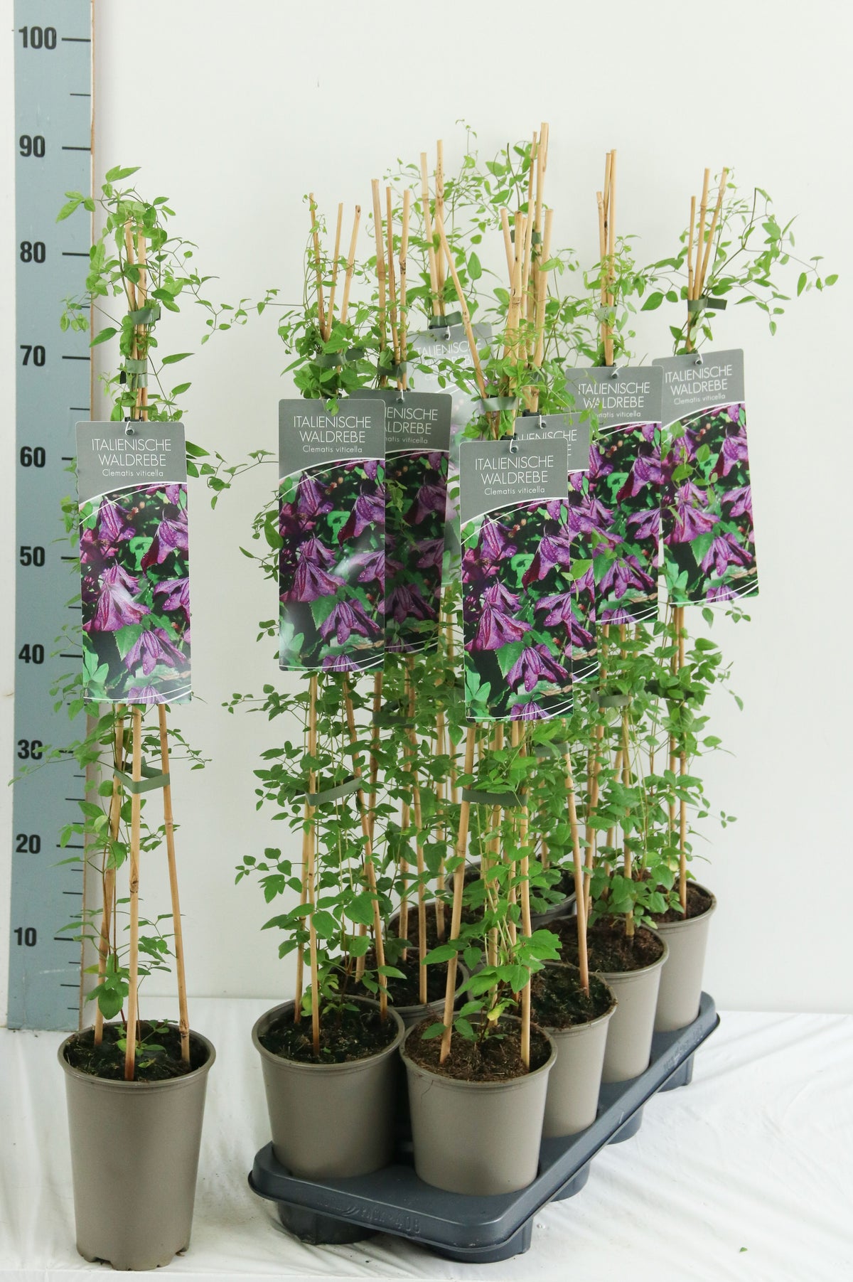 Clematis viticella 17 cm kruka, 60-100 cm