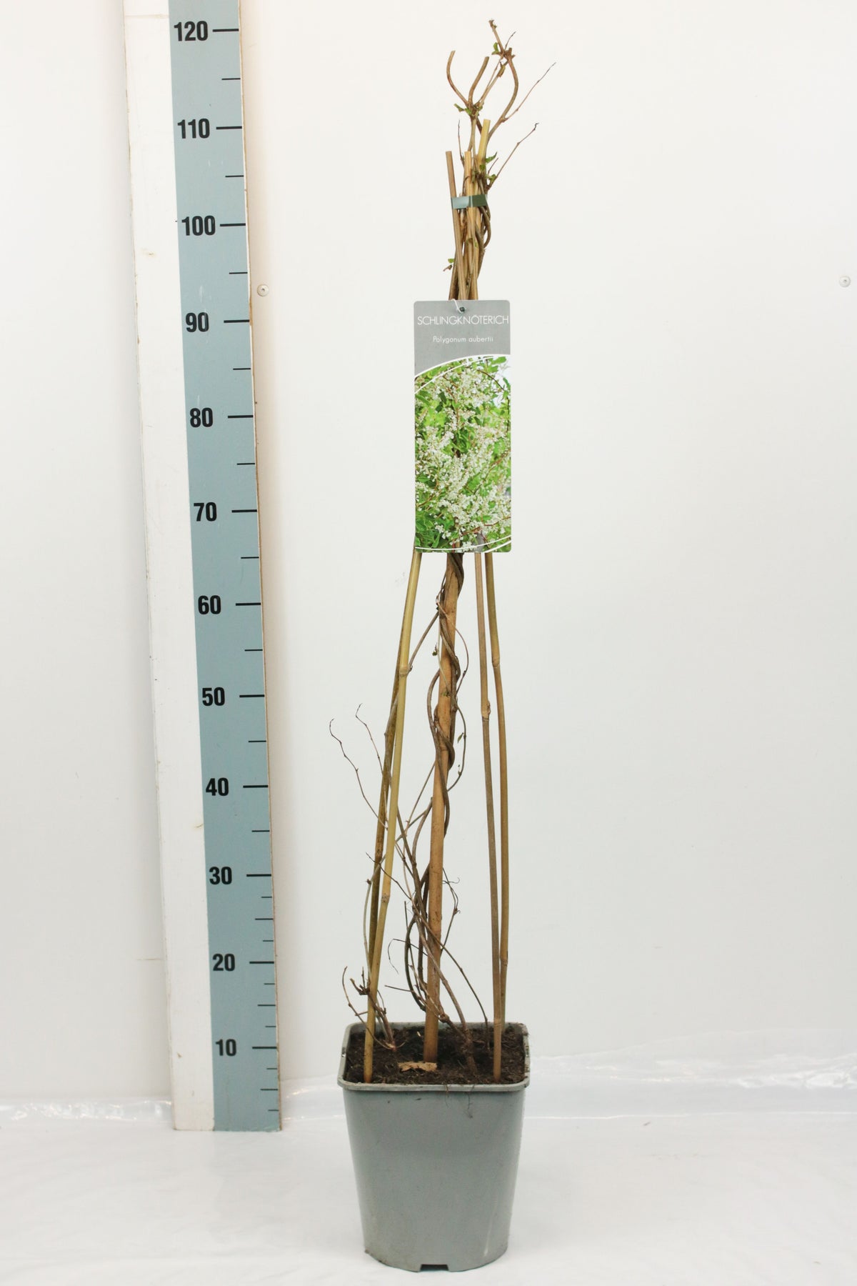Fallopia aubertii C5 (5 liters kruka) 80-100 cm