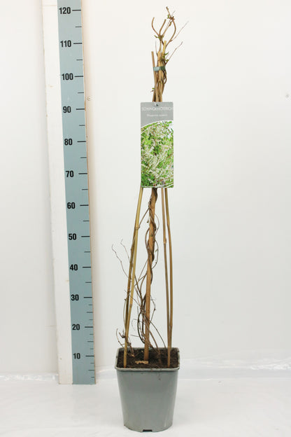 Fallopia aubertii C5 (5 liters kruka) 80-100 cm