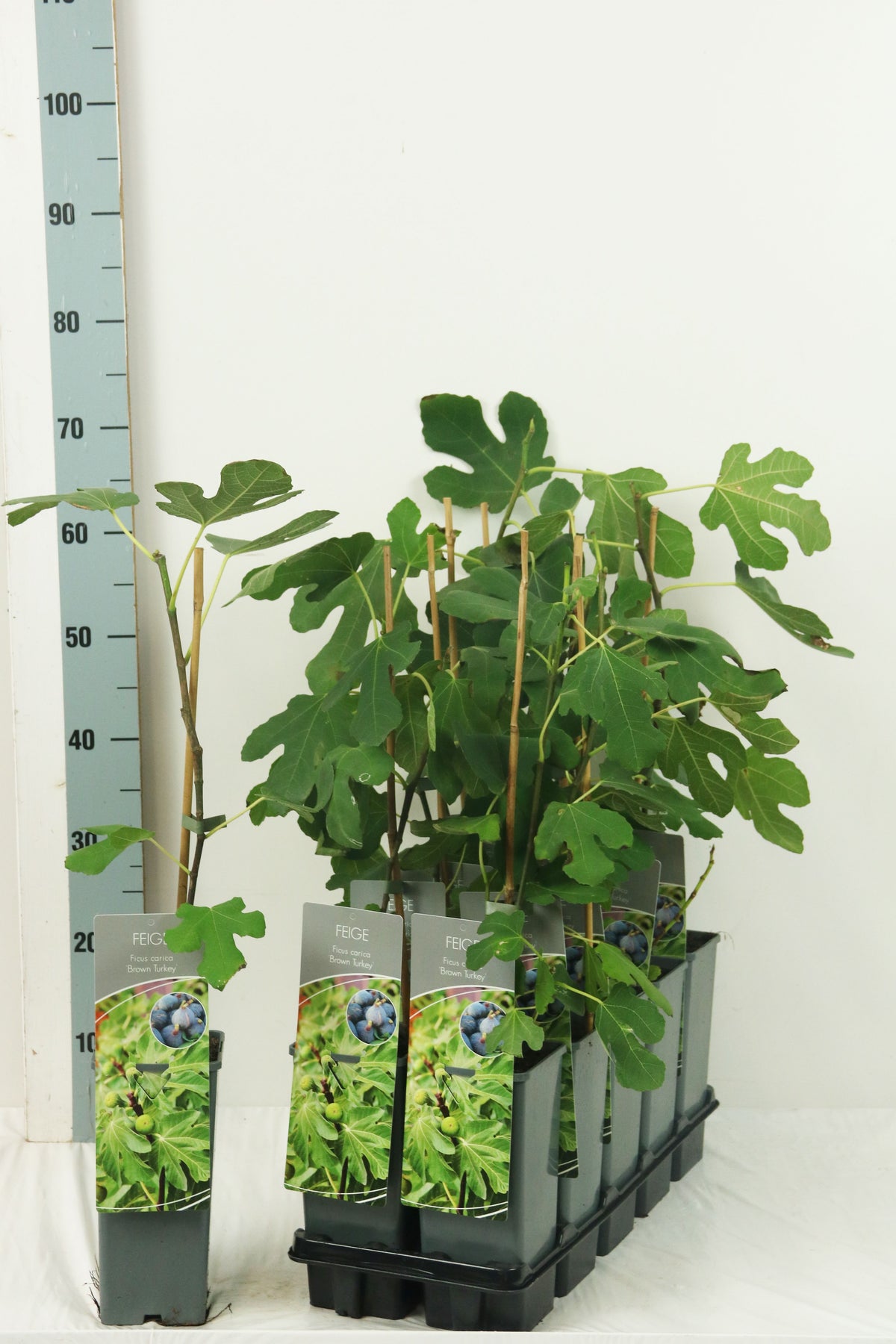 Ficus carica &