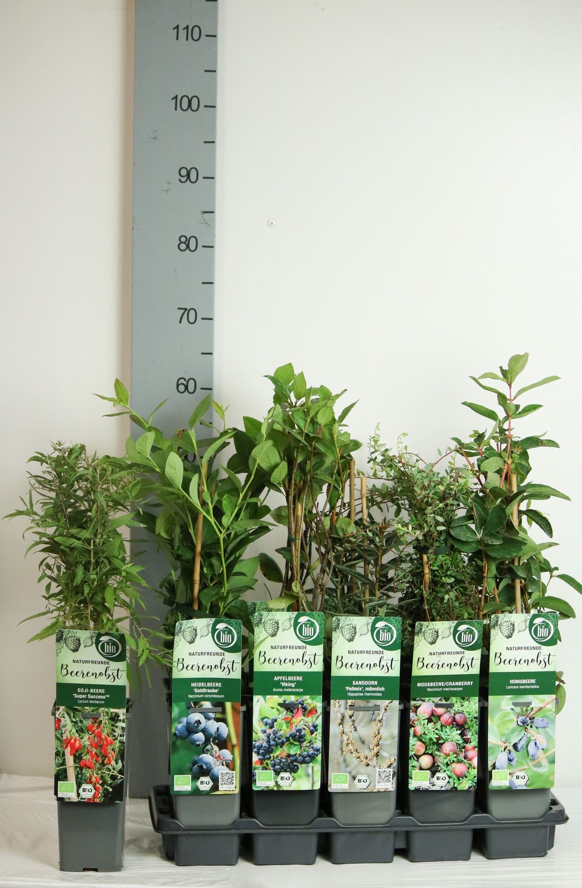 Fruktväxter i olika sorter C2 (2 liters kruka) / 17 cm kruka, 30-35 cm