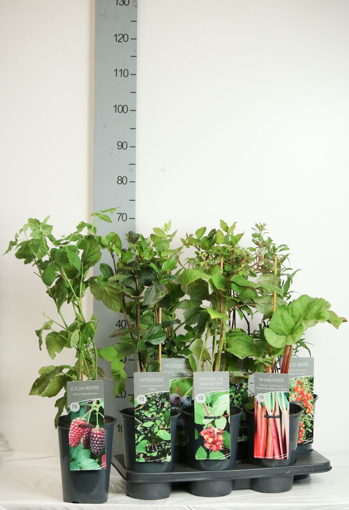 Fruktväxter i olika sorter C3 (3 liters kruka) / 19 cm kruka, 40-60 cm