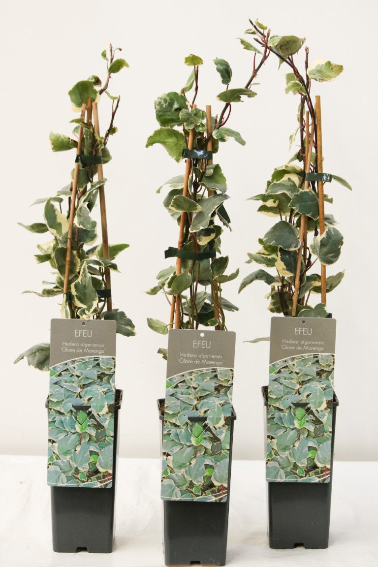 Hedera algeriensis &