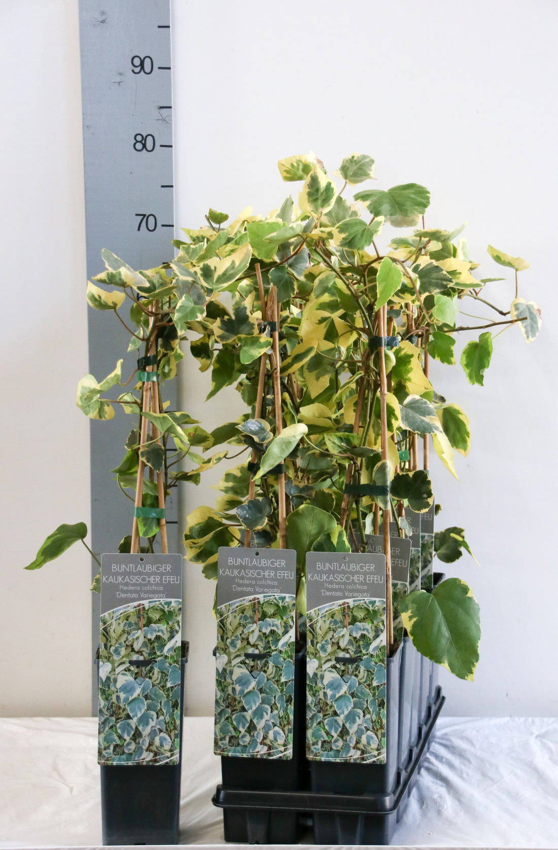 Hedera colchica &