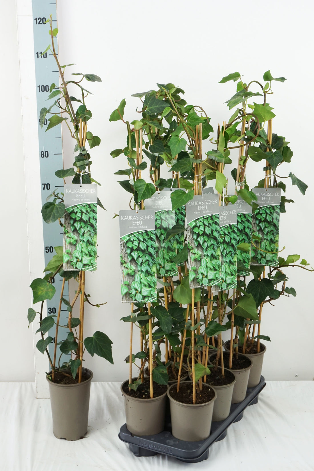 Hedera colchica 60-100 cm, 17 cm kruka