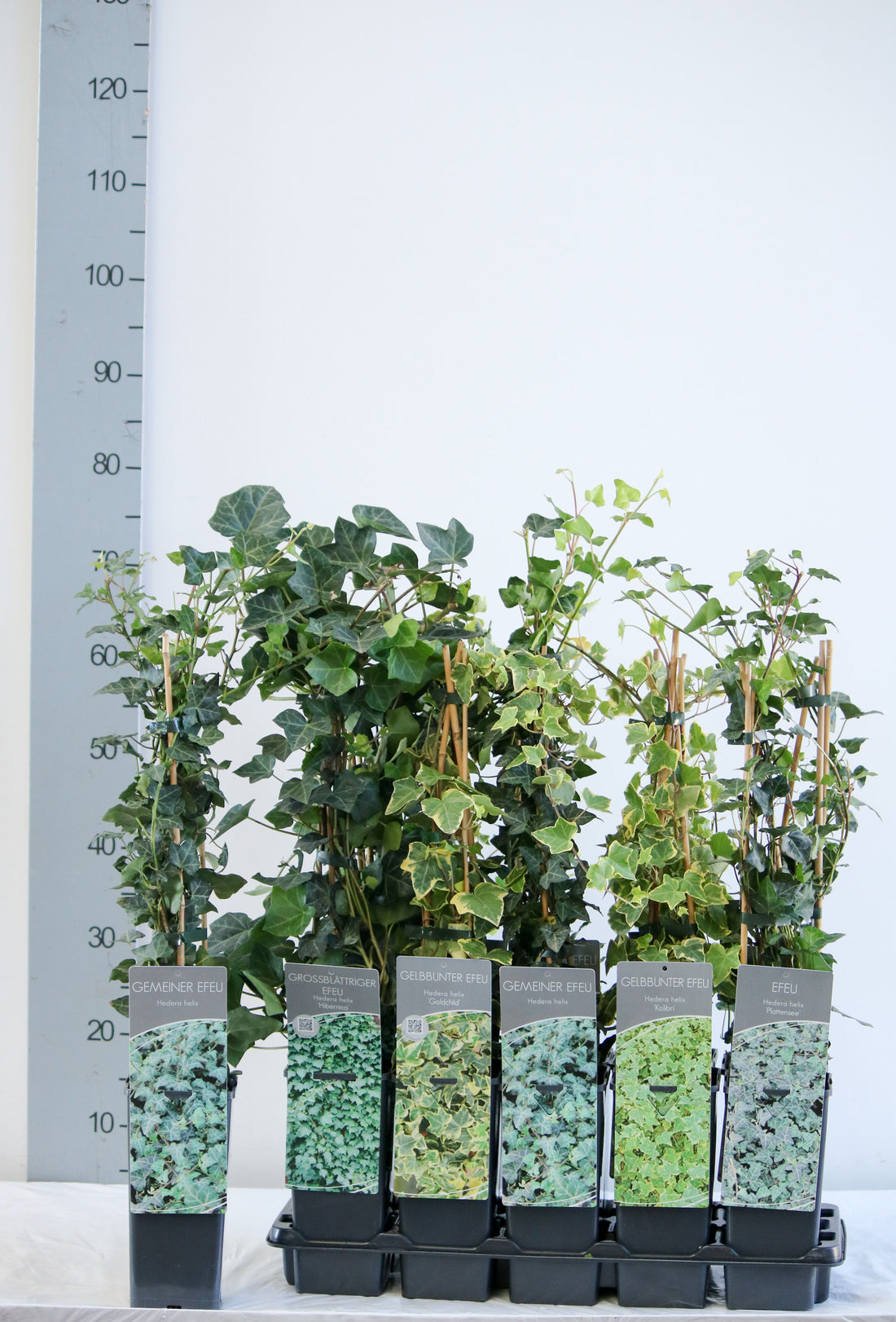 Hedera, blandade sorter C2 (2 liters kruka) 40-60 cm, 3 pinnar