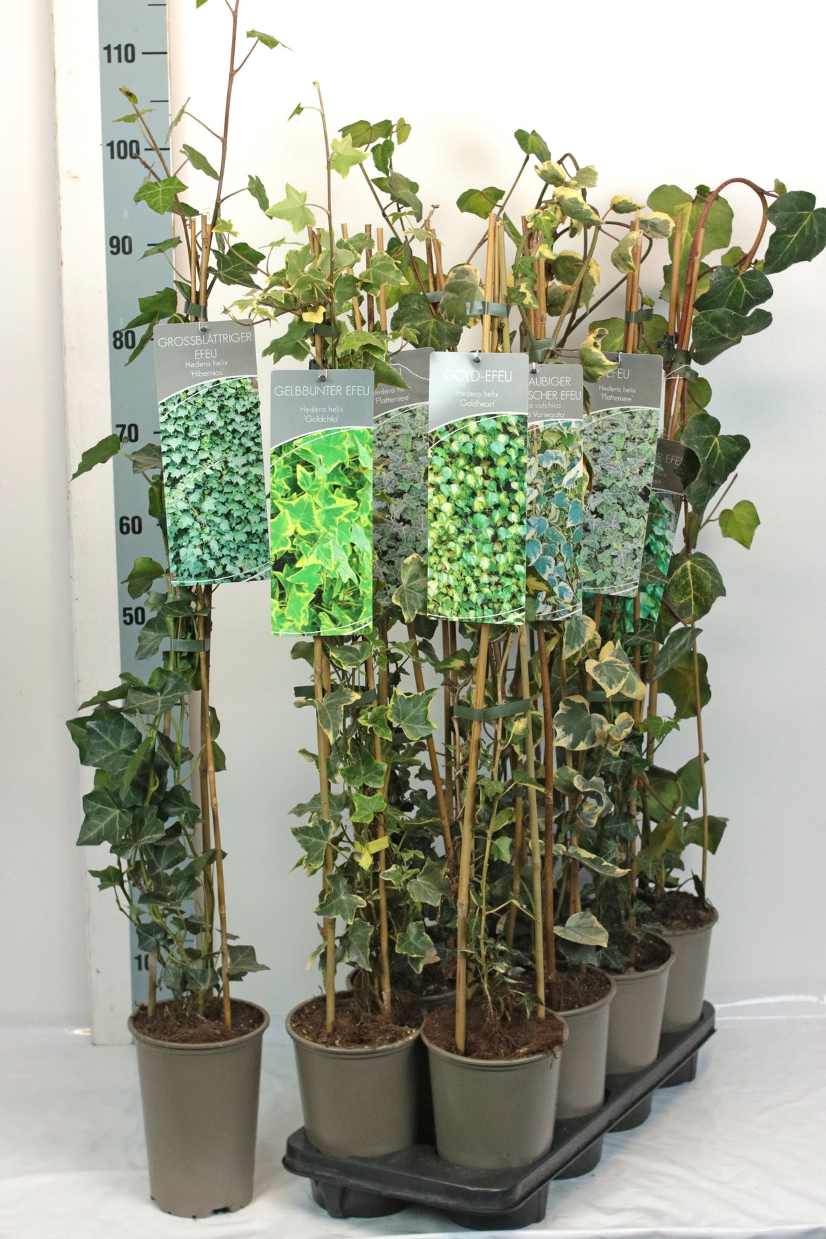 Hedera i sorter 60-100 cm, 17 cm kruka (3 käppar)