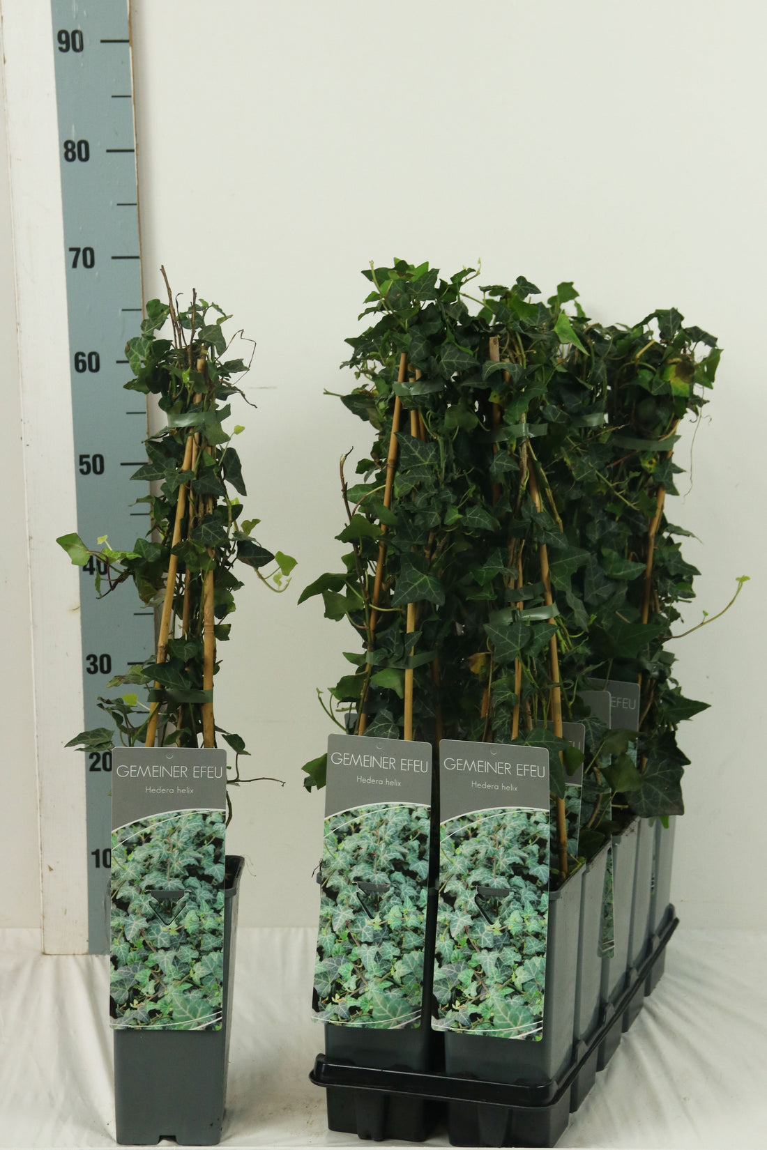 Hedera helix 40-60 cm C2 (2 liters kruka) 3 käppar