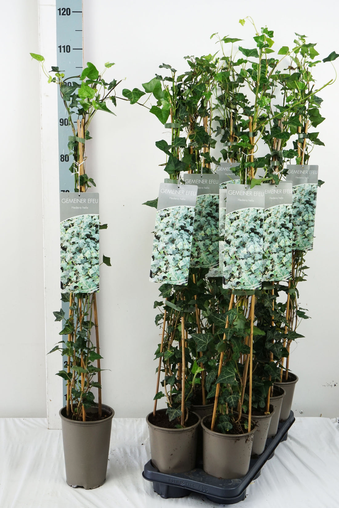 Hedera helix 60-100 cm, 17 cm kruka (3 käppar)