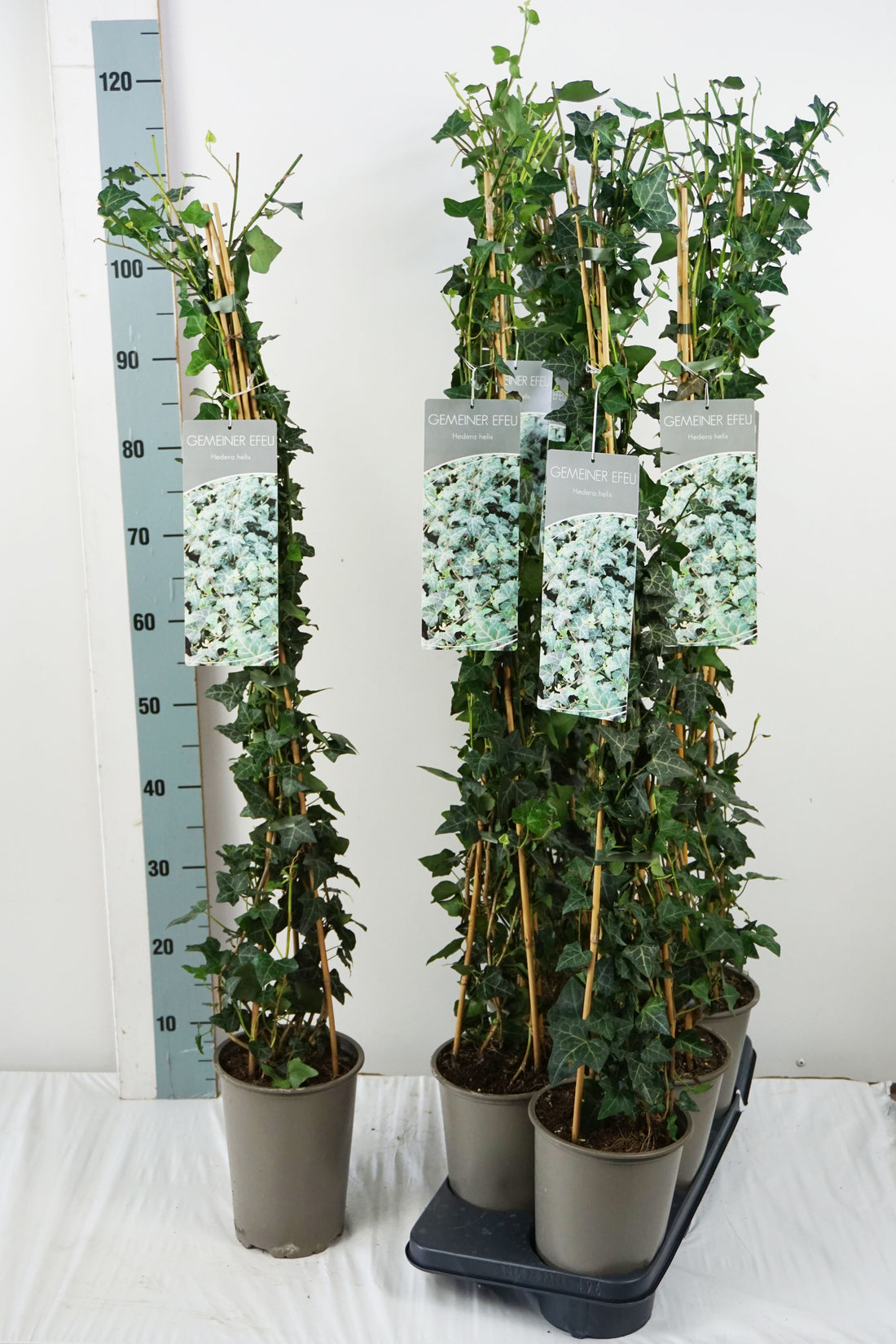 Hedera helix 80-100 cm C3 (3 liters kruka) / 19 cm kruka