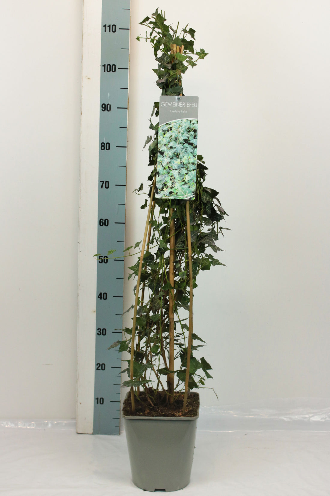 Hedera helix 80-100 cm C5 (5 liters kruka)