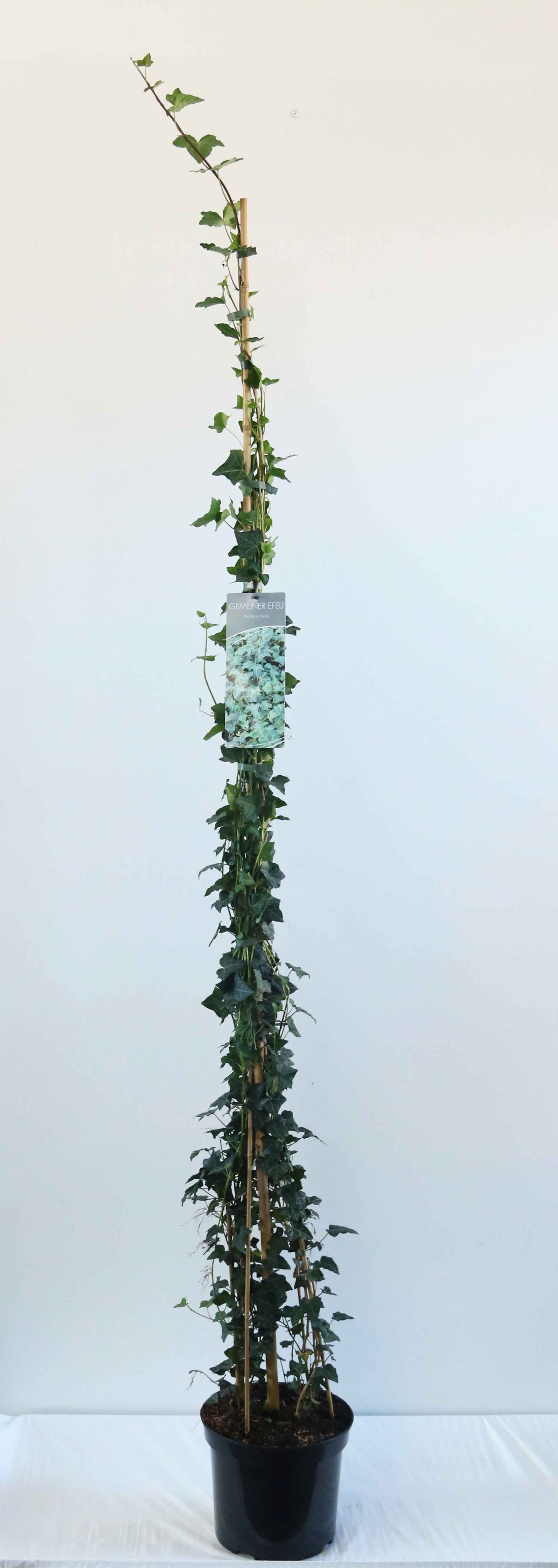 Hedera helix C7,5 (7,5 liters kruka) / 26 cm kruka 150-200 cm
