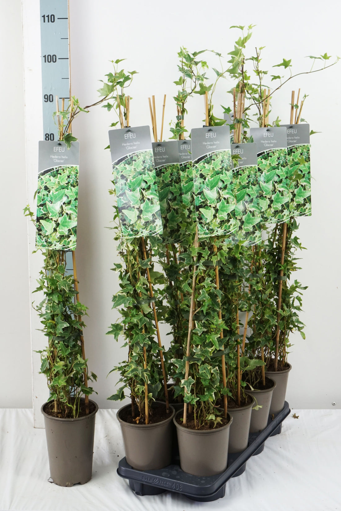 Hedera helix &