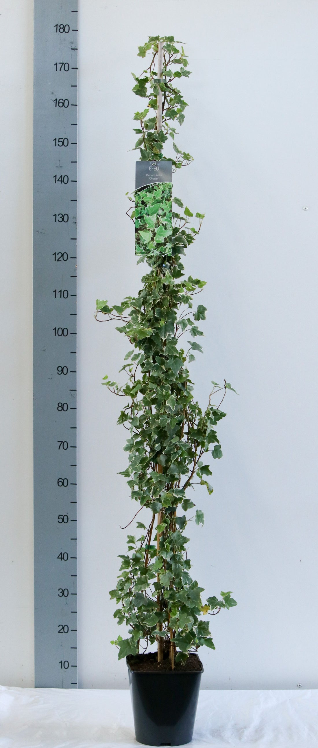 Hedera helix &