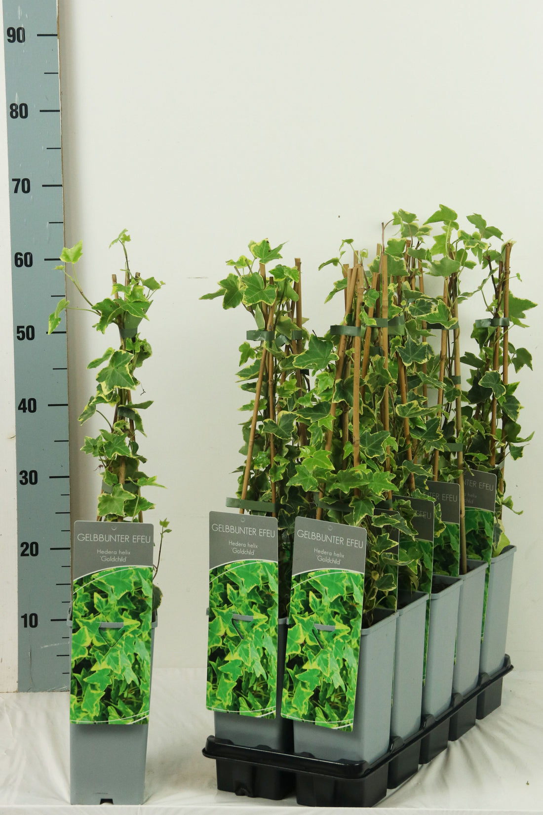Hedera helix &