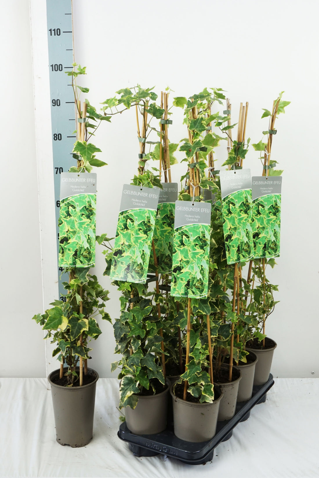Hedera helix &