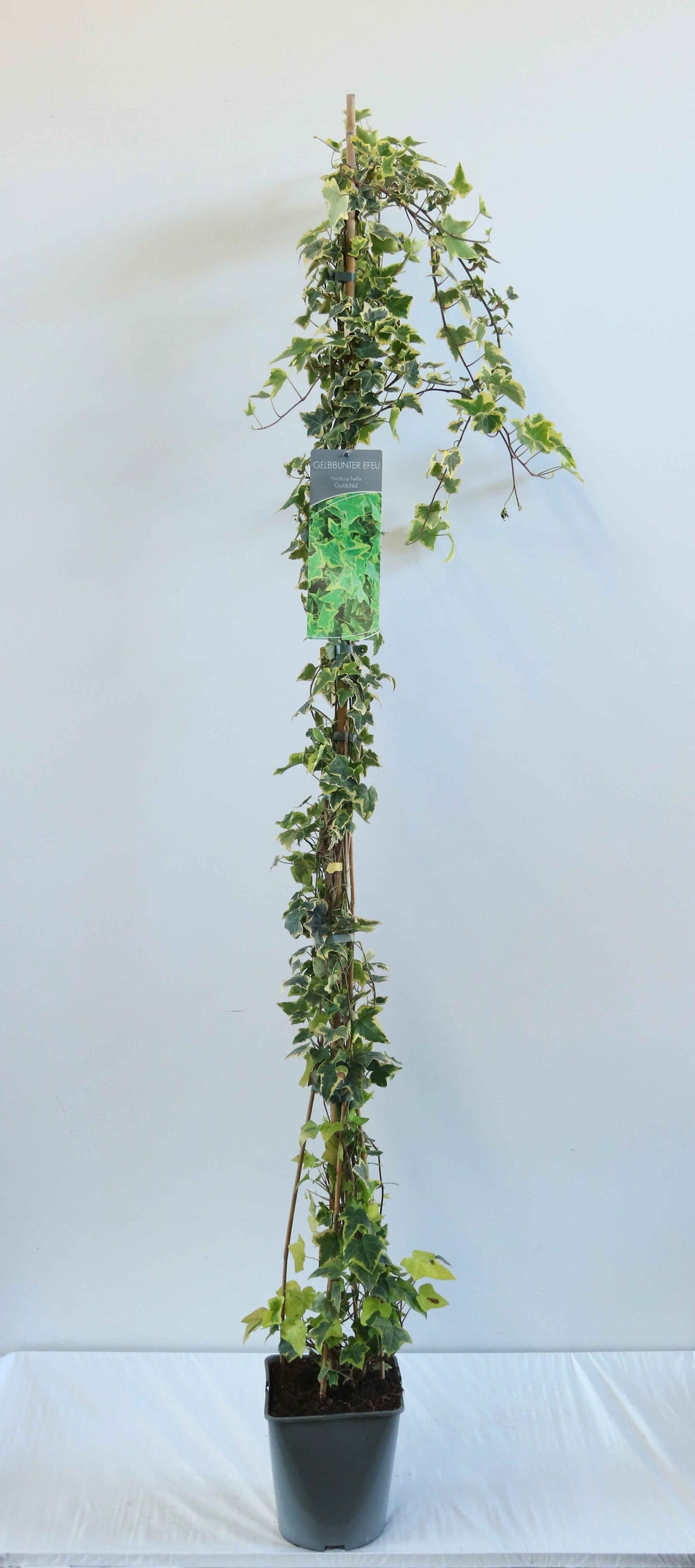 Hedera helix &